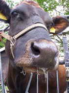 De koe op de kinderboerderij is zo te zien wel een beetje verkouden